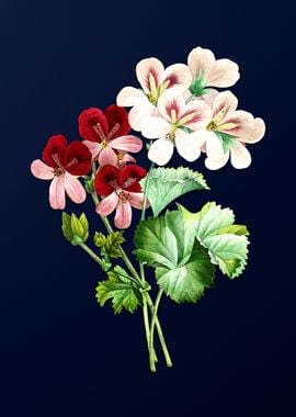 Geranium on Blue