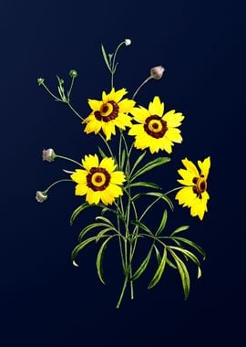 Coreopsis Elegans on Blue