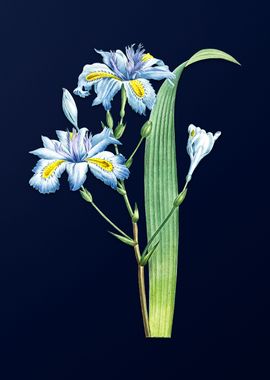 Butterfly Flower on Blue