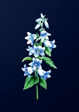 Bellflowers on Blue