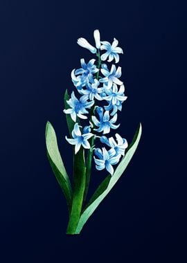 Dutch Hyacinth on Blue