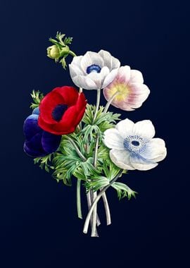 Anemone Simplex on Blue