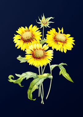 Blanket Flowers on Blue