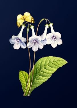 Canterbury Bells on Blue