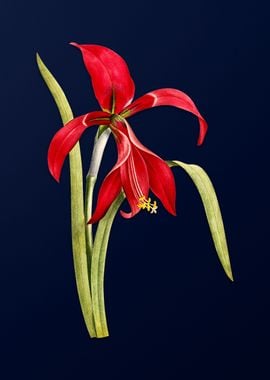 Amaryllis on Blue