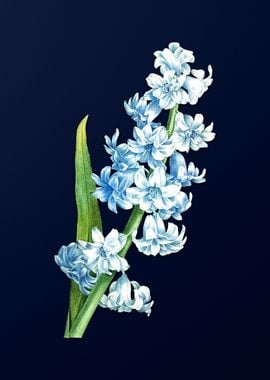 Oriental Hyacinth on Blue