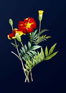 Mexican Marigold on Blue