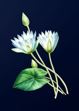 Egyptian Lotus on Blue