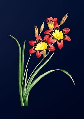 Ixia Tricolore on Blue