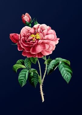 Gallic Rose on Blue