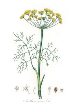 Dill Anethum graveolens