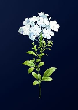 Plumbago Caerulea on Blue