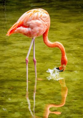 Flamingo Bird in water