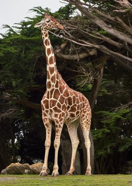 Giraffe Animal in Zoo