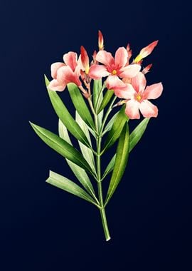 Oleander on Blue