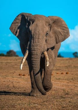 Elephant Animal by Nature