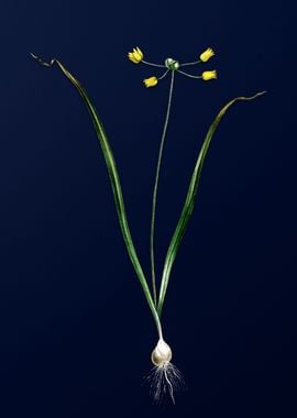 Allium Scorzonera on Blue