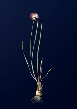 Allium Foliosum on Blue