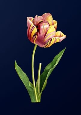 Tulip on Blue