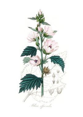 Common marshmallow Althea 