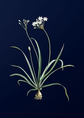 Allium Fragrans on Blue