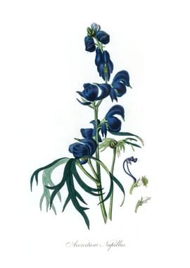 Aconitum napellus