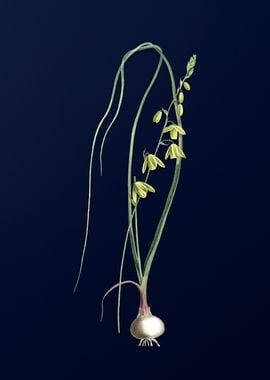 Albuca on Blue