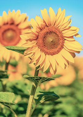 Painting Of Sunflowers 