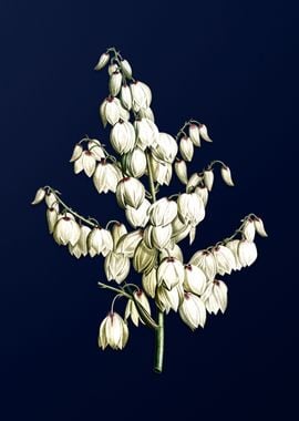 Aloe Yucca on Blue