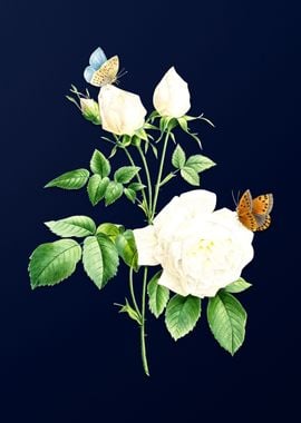 White Bengal Rose on Blue