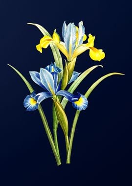 Spanish Iris on Blue