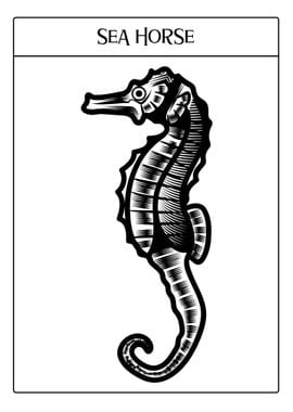 Sea Horse Portrait