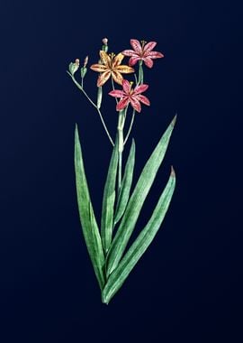 Blackberry Lily on Blue