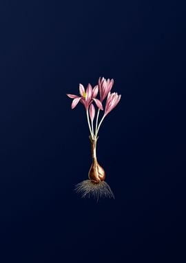 Autumn Crocus on Blue