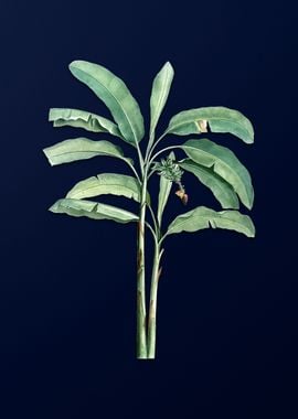 Banana Tree on Blue