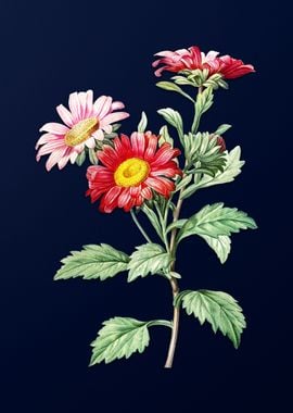 Red Aster Flowers on Blue