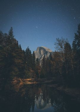 Forest in the Night