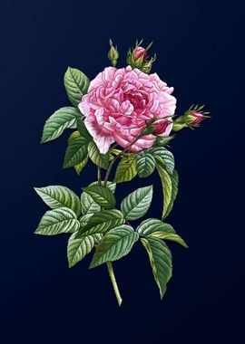 Pink French Rose on Blue