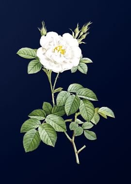 White Rose on Blue