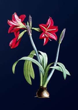 Brazilian Amaryllis Blue