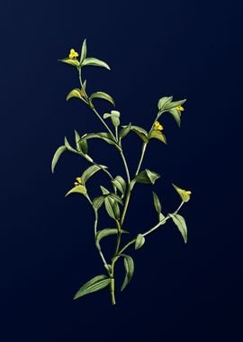 Commelina on Blue