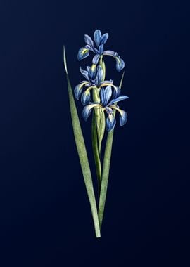 Blue Iris on Blue