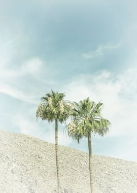 Palm Trees in the desert