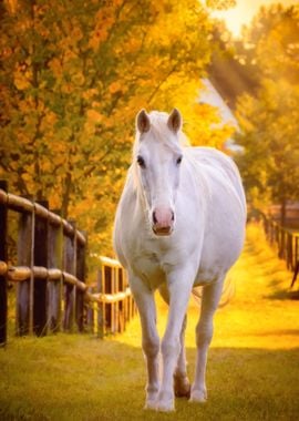 White horse 