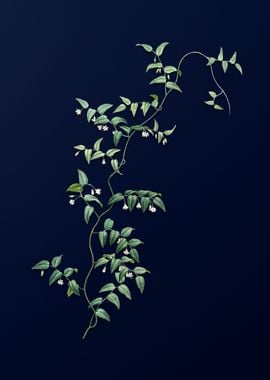 Bridal Creeper on Blue