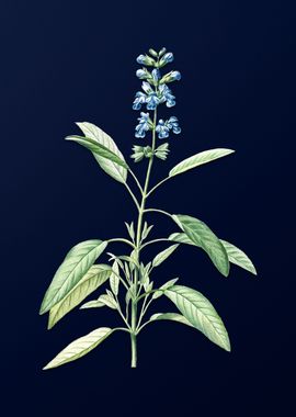 Sage Plant on Blue