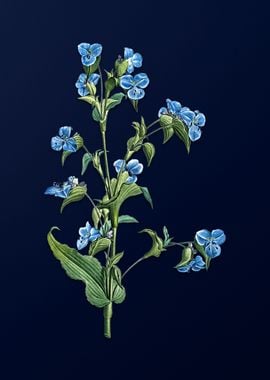 Commelina on Blue