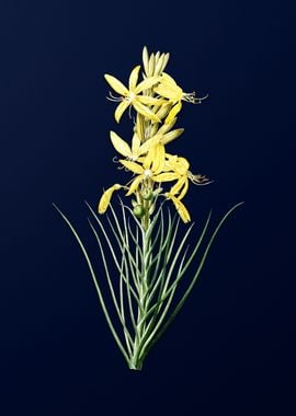 Yellow Asphodel on Blue