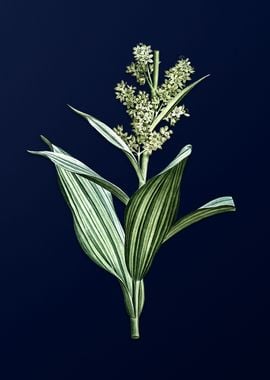 False Helleborine on Blue