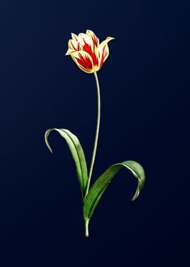 Didiers Tulip on Blue